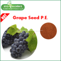 Grape Seed Extract